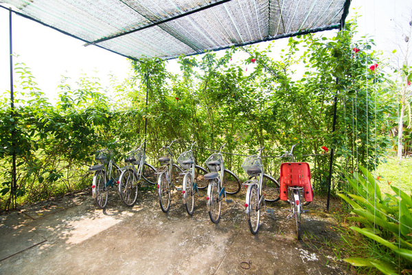 Xe đạp luôn sẵn sàng cho các du khách muốn đi dạo ngắm cảnh trong khu nghỉ dưỡng. 